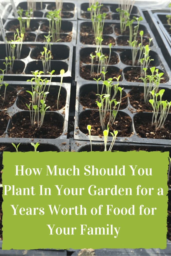 How Much Should You Plant In Your Garden for a Years Worth of Food for Your Family