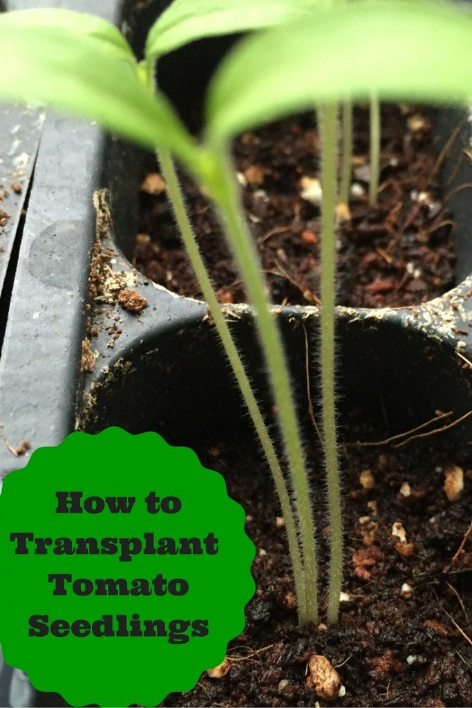 How to Transplant Tomato Seedlings