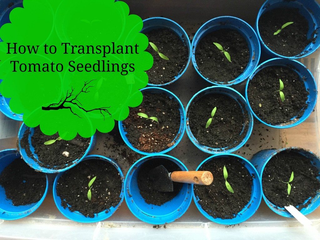 How to grow tomato seeds and how to transplant tomato seedlings - includes a how to video and pics for step by step beginner gardening 